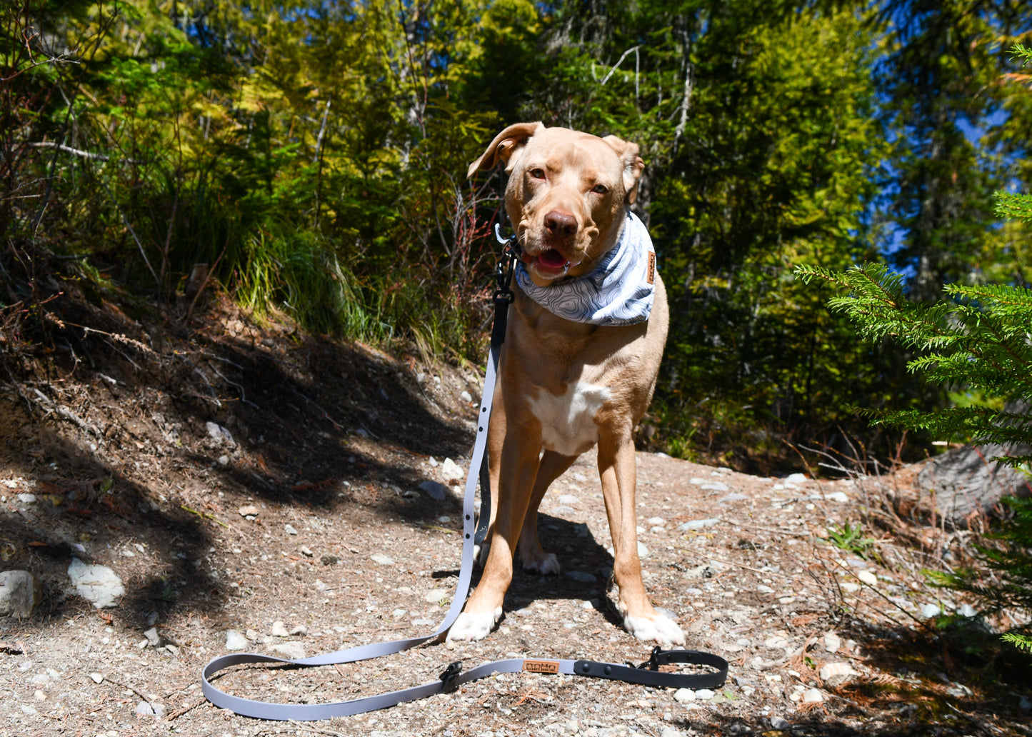 Hands-Free Leash