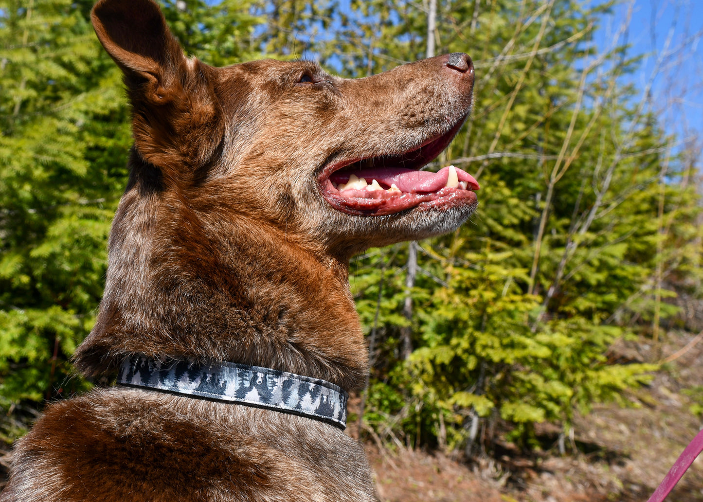 Peek-A-Boo Bears Dog Collar