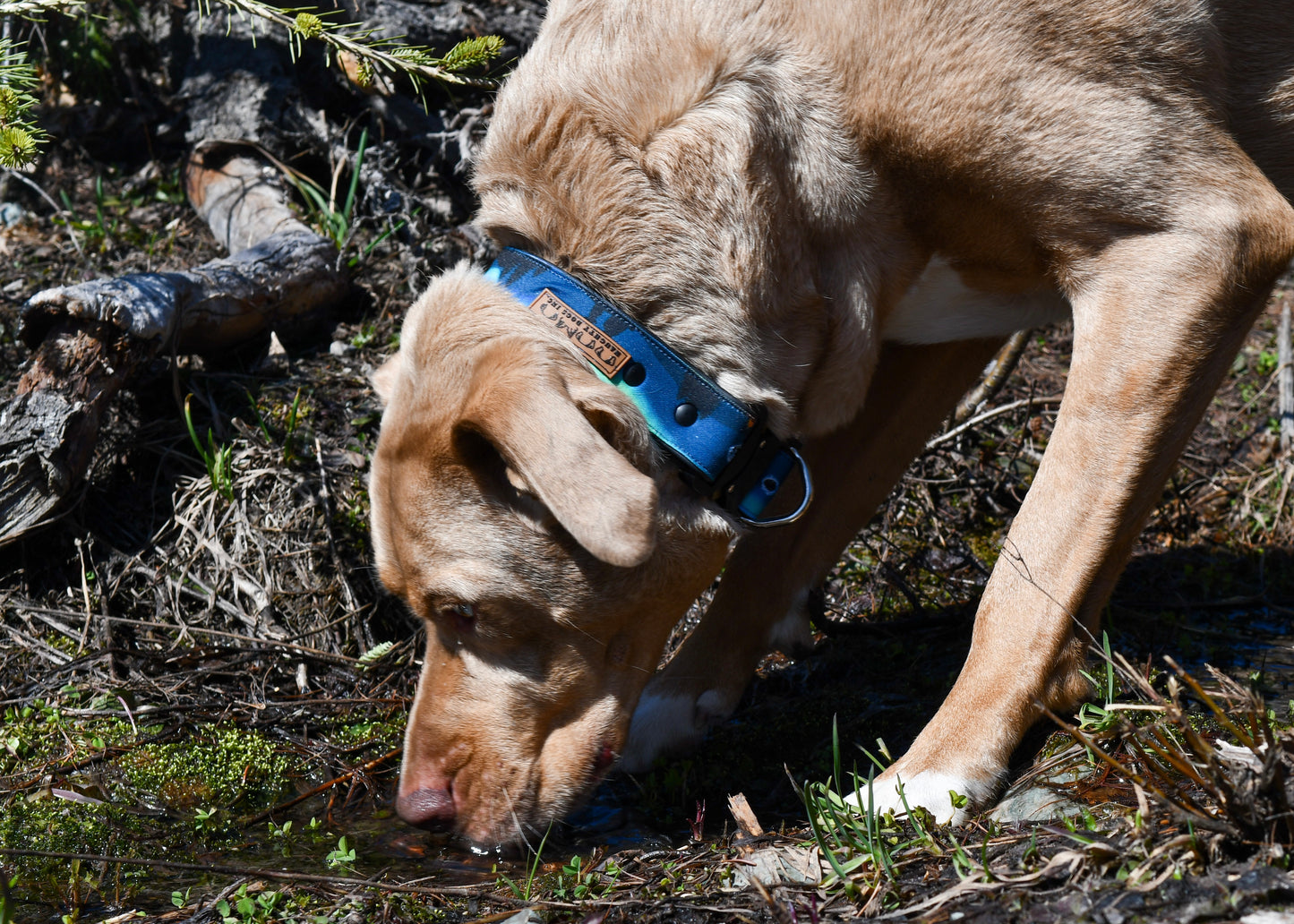 Camping Under Aurora Dog Collar