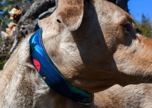 Camping Under Aurora Dog Collar