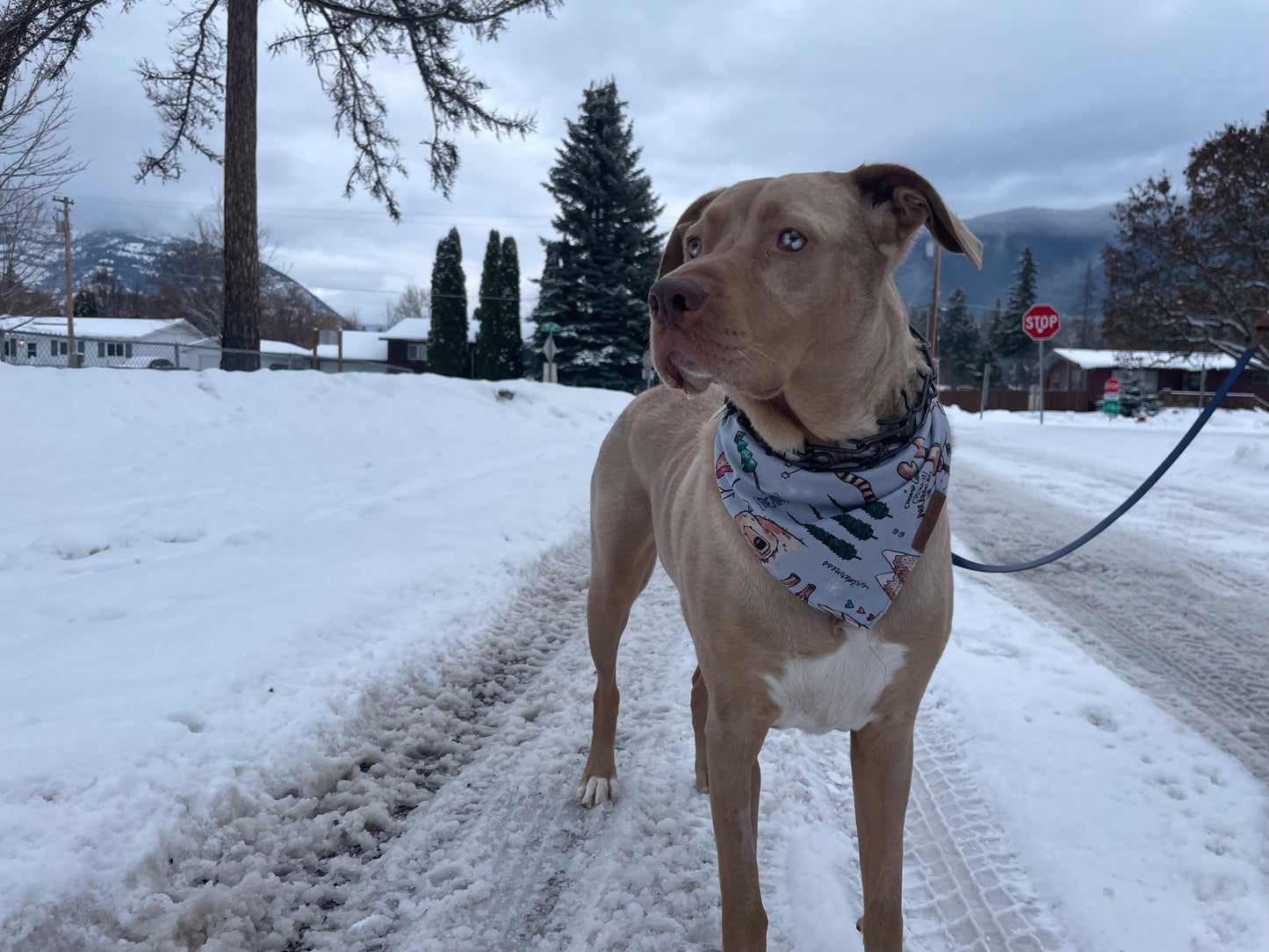 Winter Woodlands Bandana