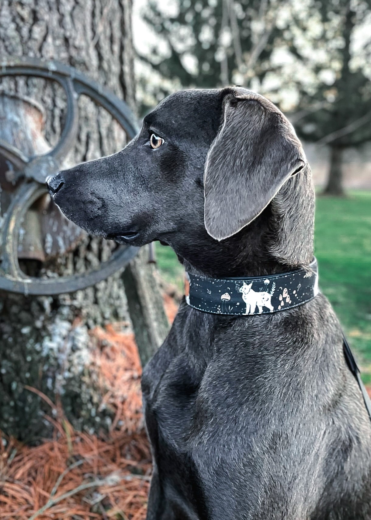 Moonlight Creatures Dog Collar