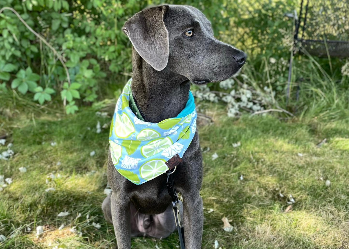 Mojito Time Bandana