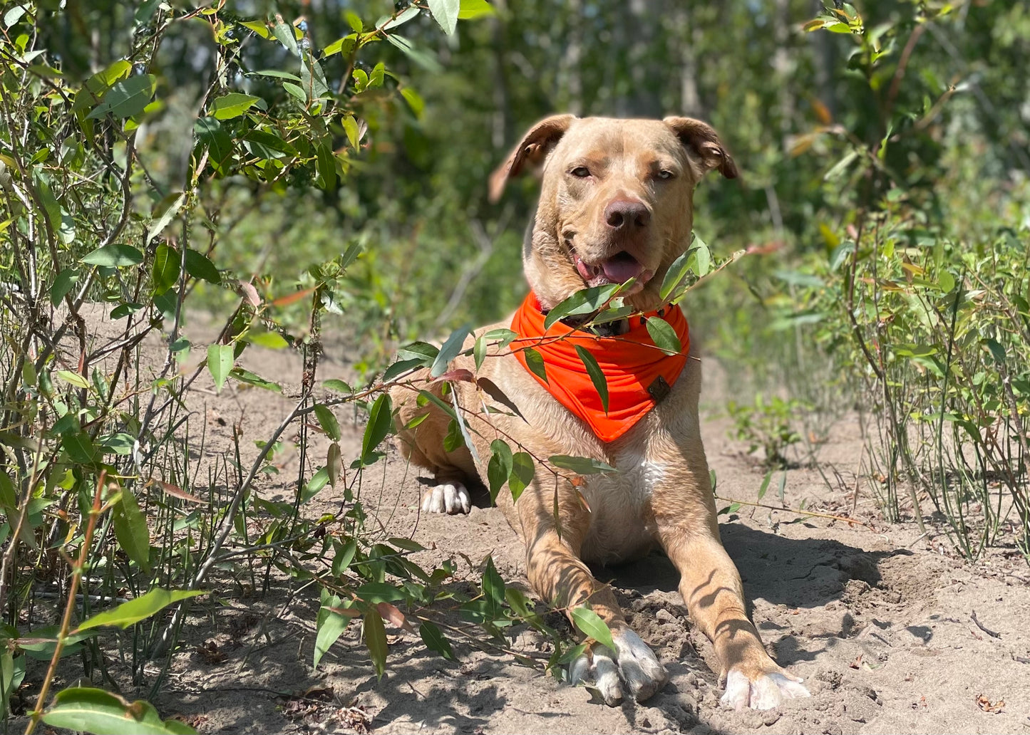 High Visibility Dog Collar