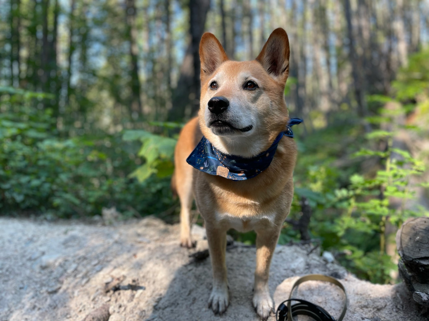 Fireflies Bandana