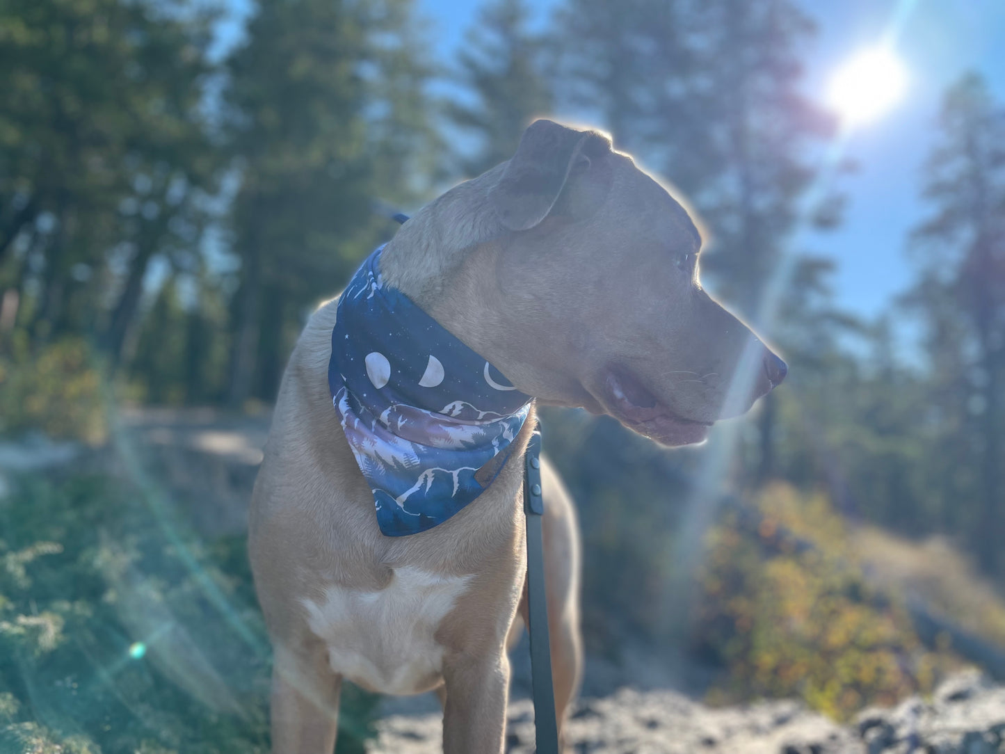 Winter Solstice Bandana