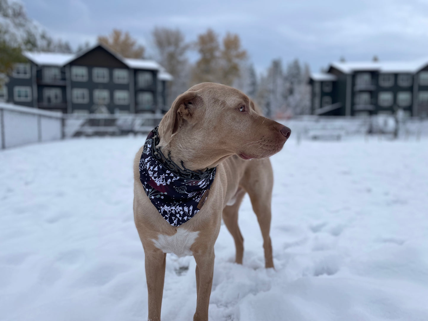 Winterfest Bandana