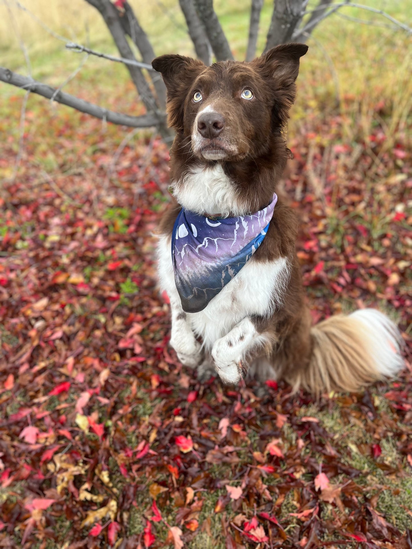 Winter Solstice Bandana