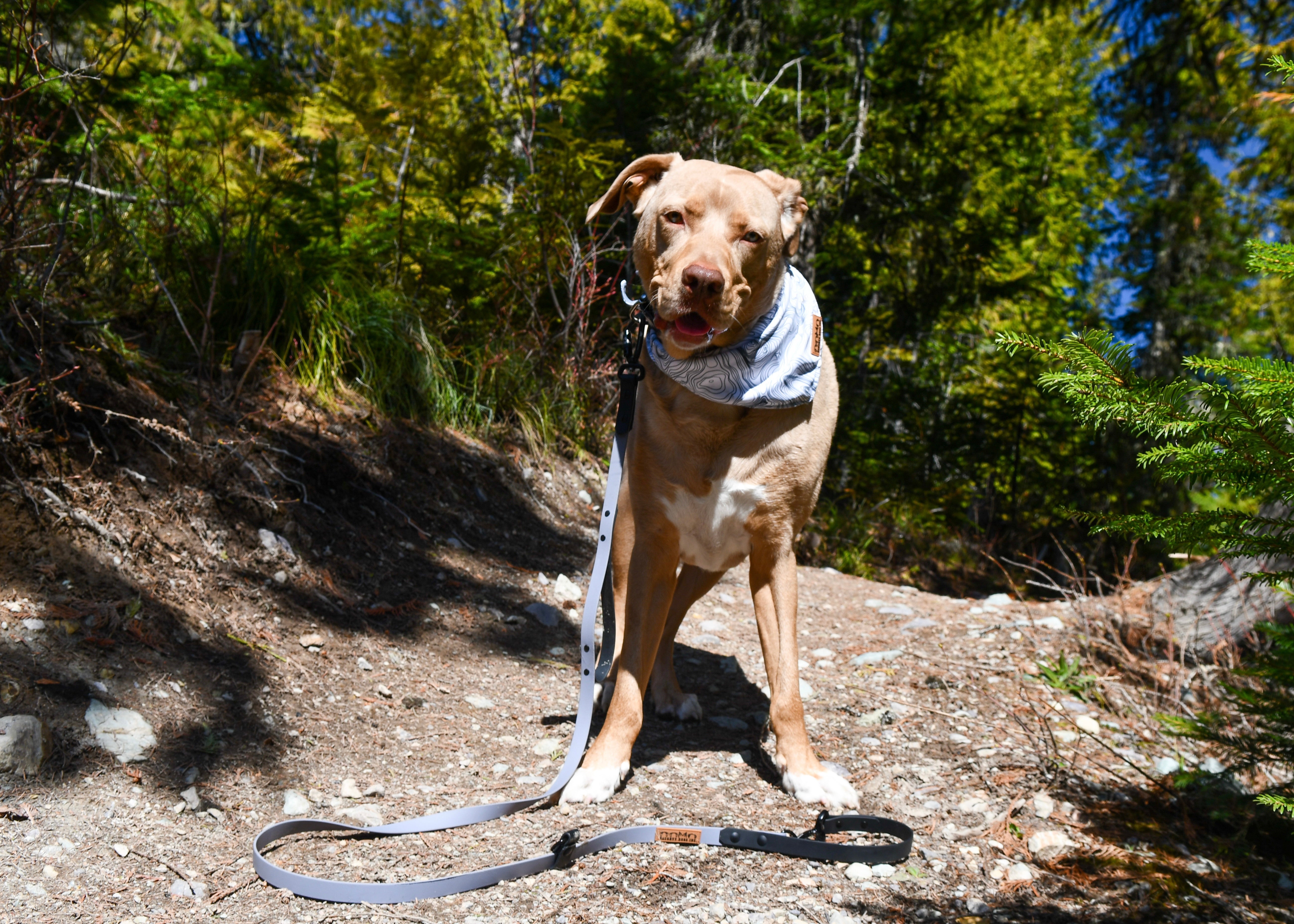 Topo dog outlet leash