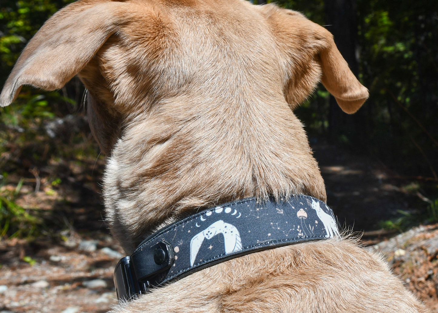 Moonlight Creatures Dog Collar