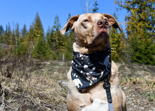 Wilderdog Cooling Bandana for Dogs - Gone Fishing | Sackett Ranch