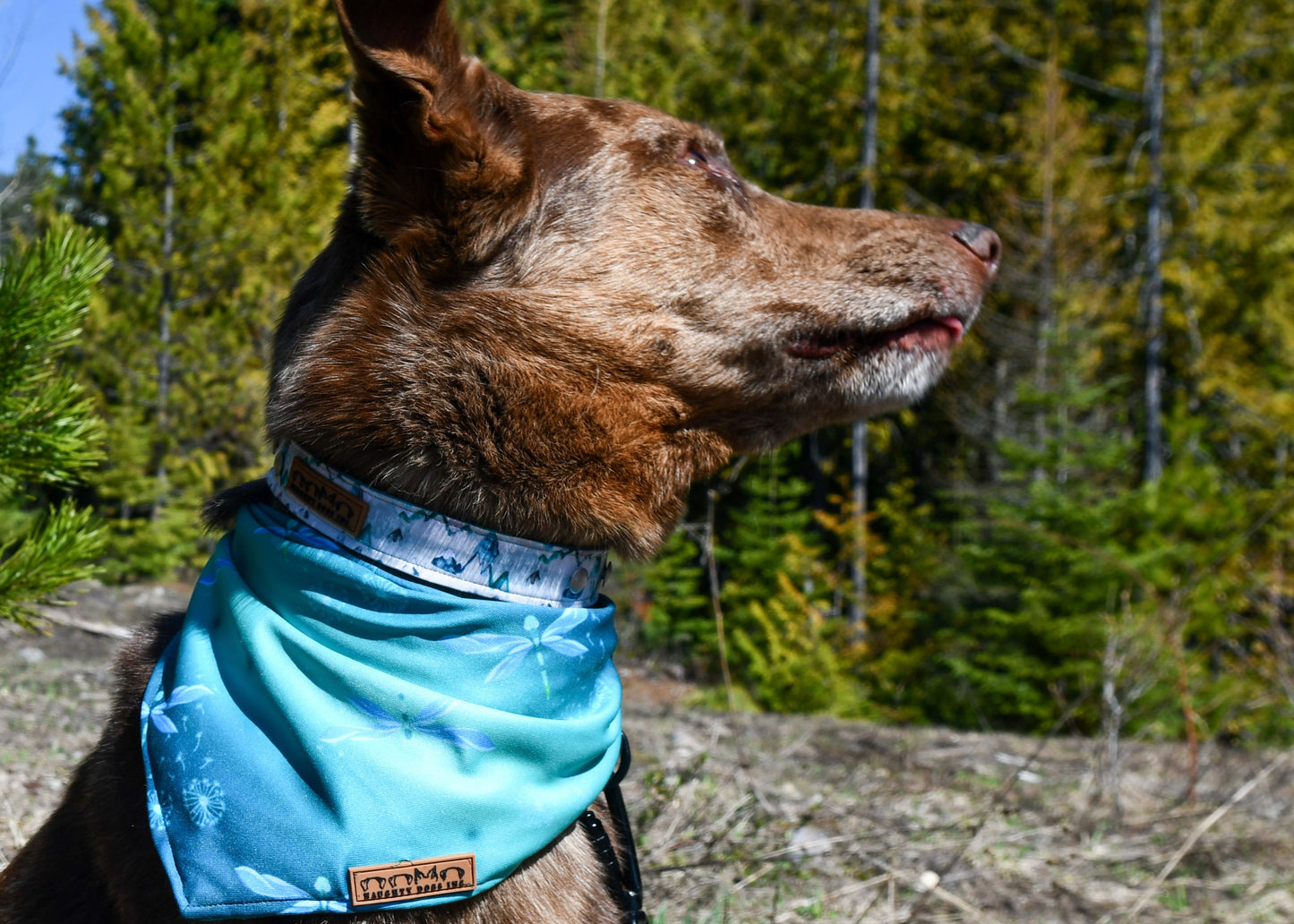 Morning Mountains Dog Collar